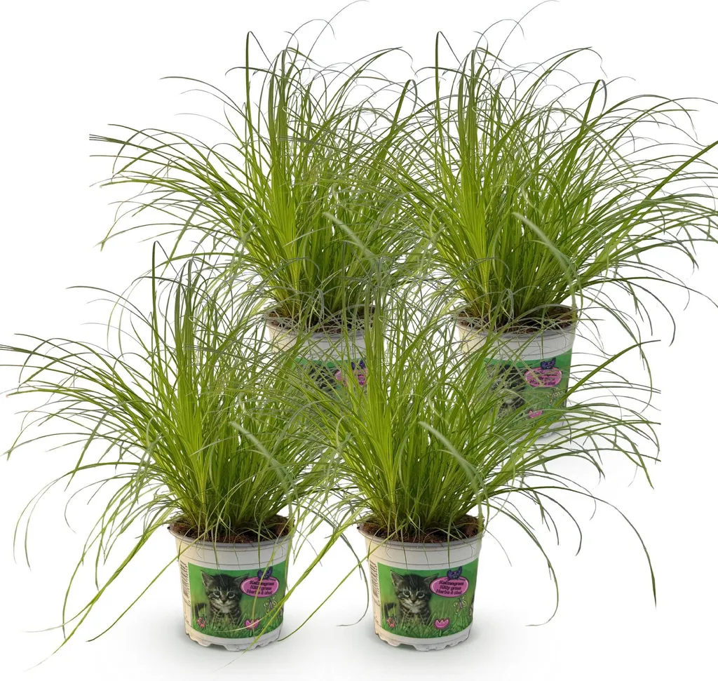 Aménagez un coin vert pour votre chat : Lot 4 Cyperus Zumula Ø12cm 30cm