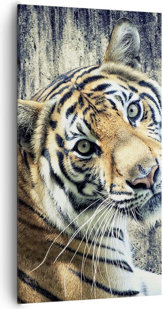 Bild auf Leinwand - Leinwandbild - Indien stein tiger wild - 65x120cm - Wand Bild - Wanddeko - Leinwanddruck - Bilder - Kunstdruck - Wanddekoration...