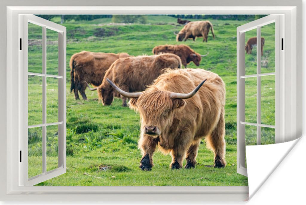 MuchoWow Poster Ansicht - Gras - Schottisches Hochlandrind 120x80 cm - Bilder