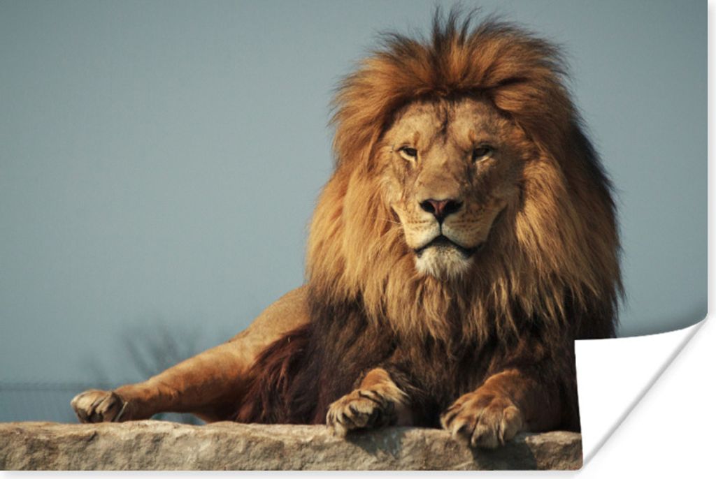 MuchoWow Poster Löwe - Felsen - Porträt 30x20 cm - Plakate - Print
