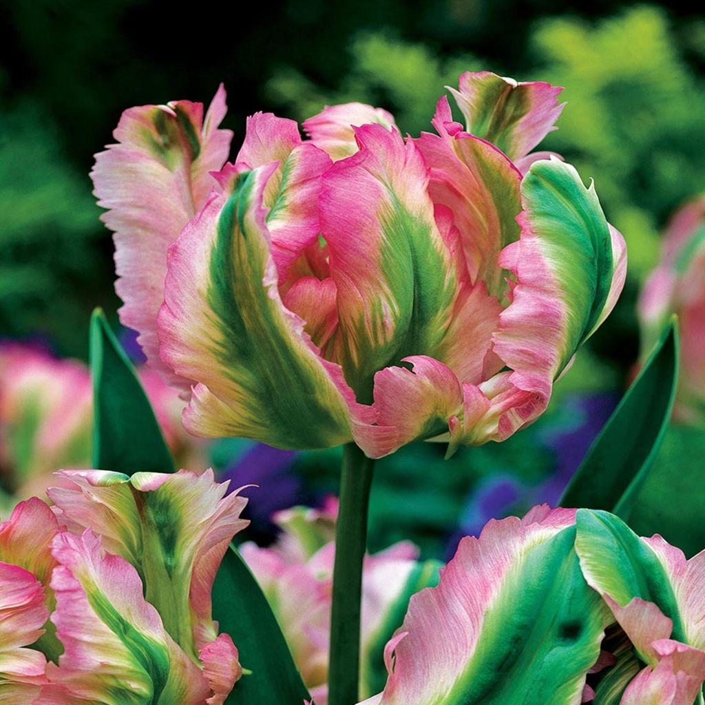 Tulipan Viridiflora Green Wave 5 szt. Tulipany Cebulki Zdjęcie produktu 