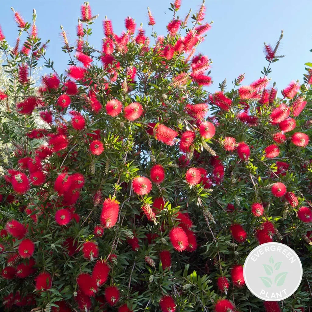 Callistemon Splendens à feuillage persistant, arbuste rouge de 100 cm - 2