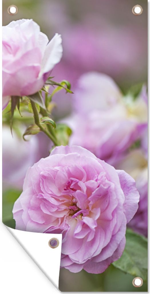 MuchoWow 30x60 cm Outdoor-Poster Gartendeko Sichtschutz Garten Poster für den Garten Pflanzen von rosa Rosen wachsen in der Natur