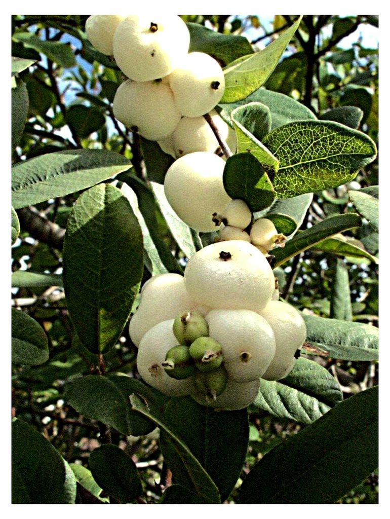 Schneebeere Symphoricarpos albus laevigatus Pflanze 15-20cm