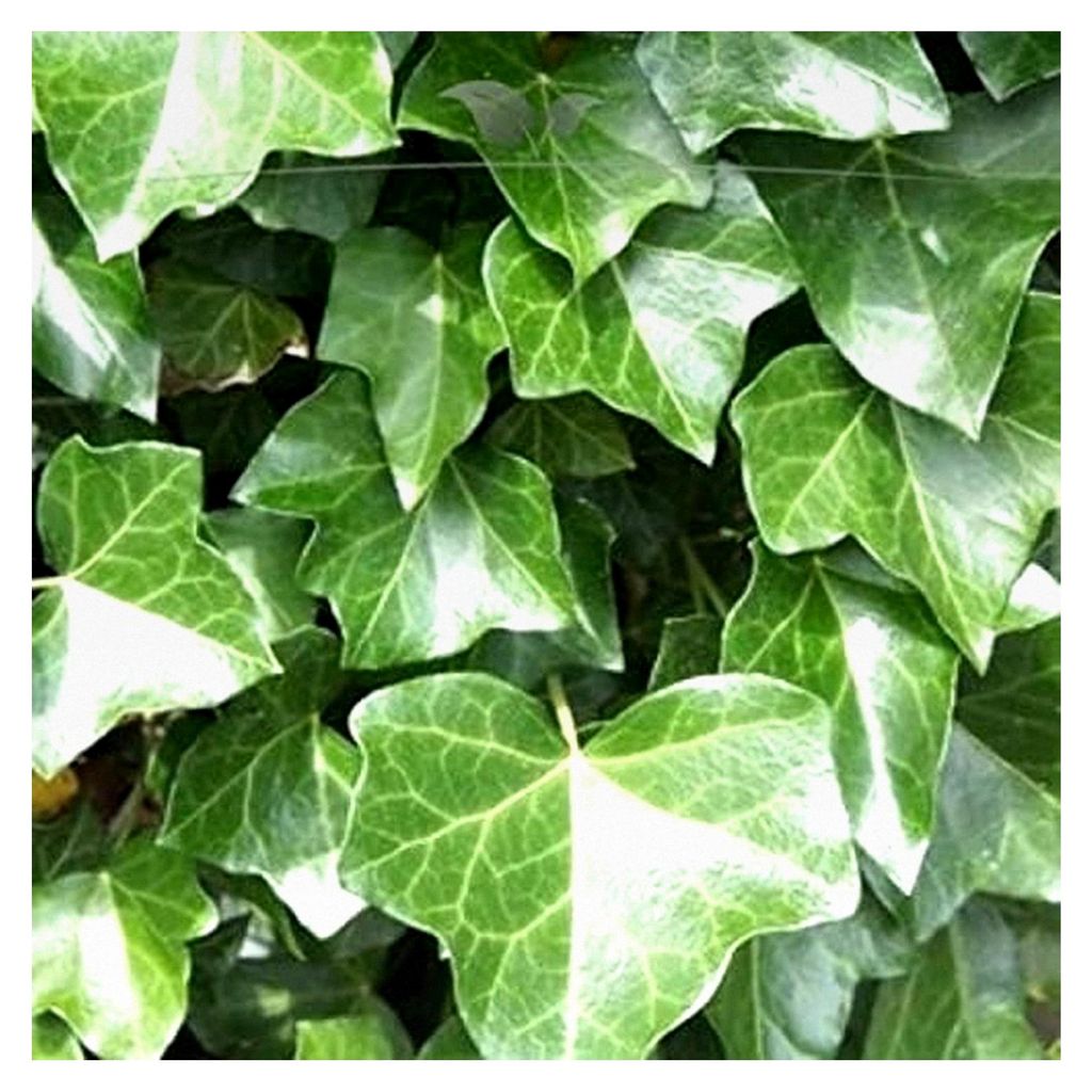Irischer Efeu Hedera hibernica 150-175 cm IM TOPF. 10-500 grüne Kletterpflanzen - 180 St. (ca. 51,5 Meter)