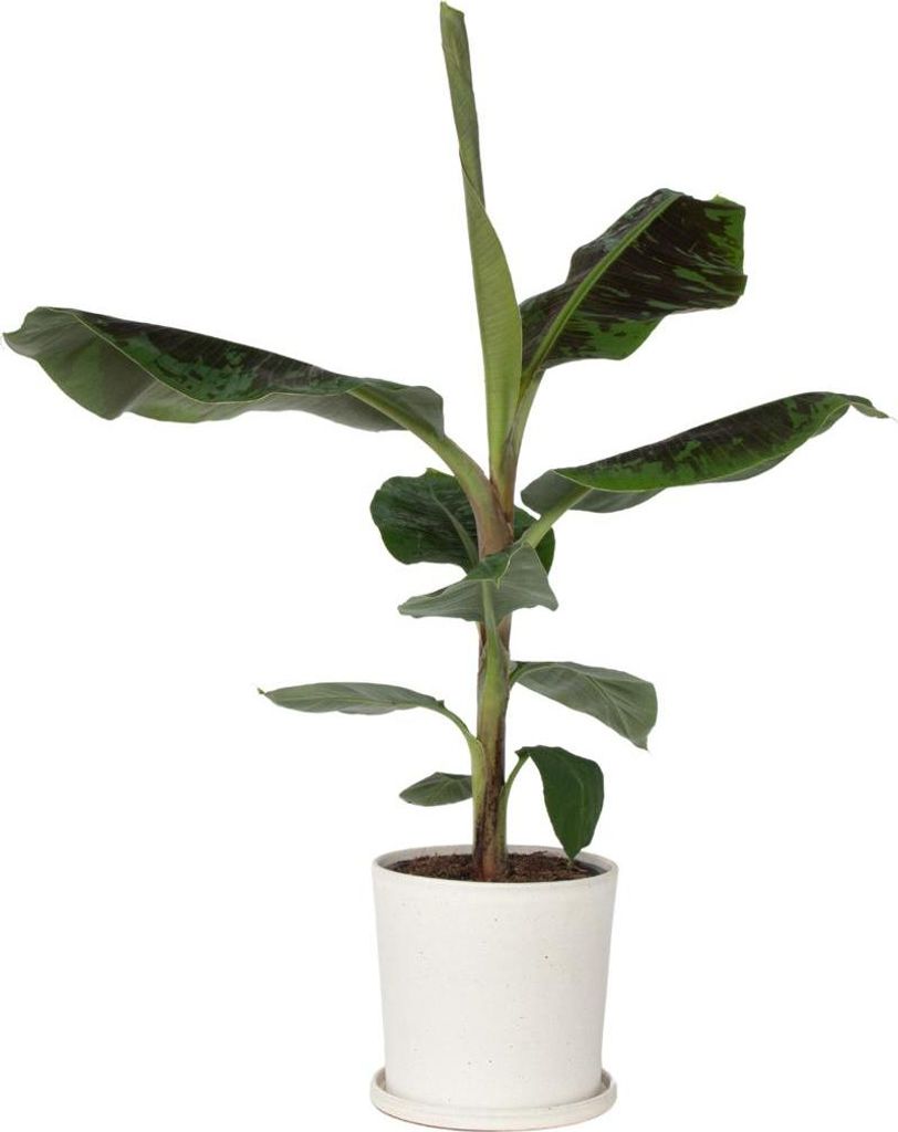 Bananenpflanze - Musa 'Dwarf Cavendish' - Hhe 90-100cm -