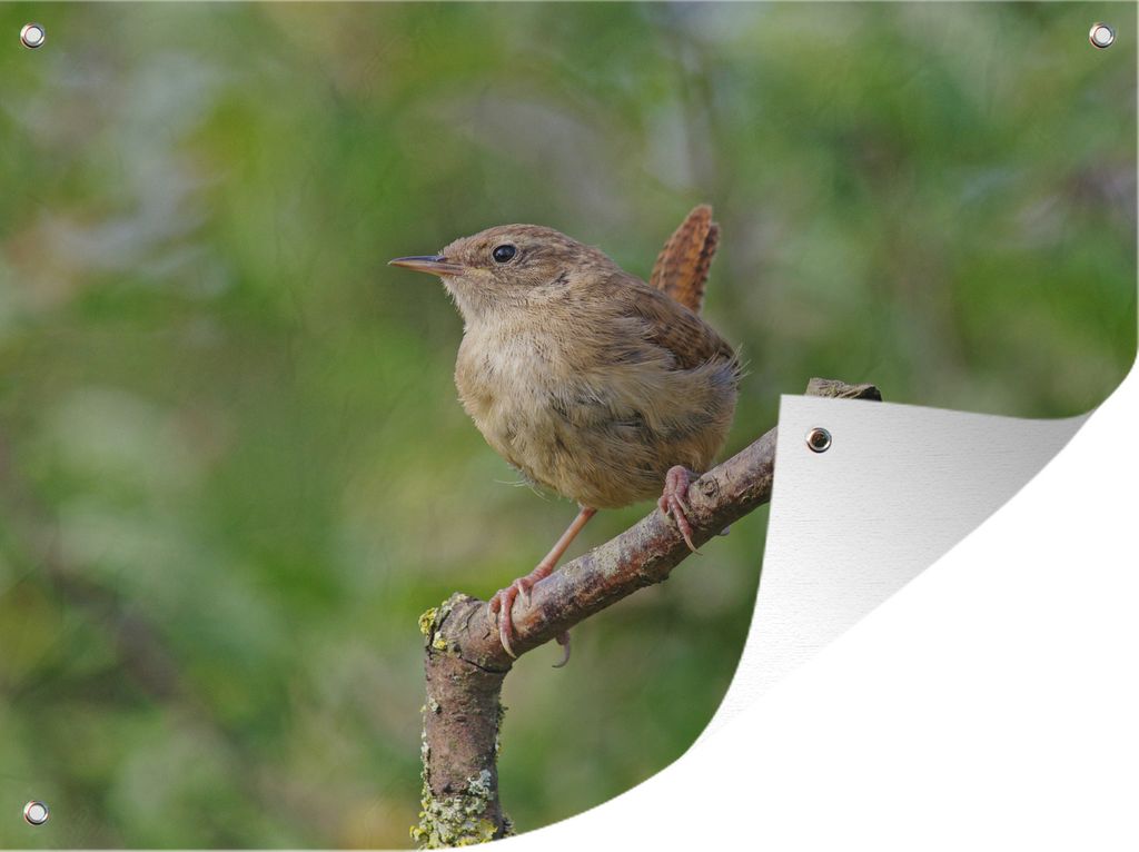 MuchoWow 40x30 cm Outdoor-Poster Gartendeko Sichtschutz Garten Poster für den Garten Winterzaunkönig auf einem Ast im grünen Wald