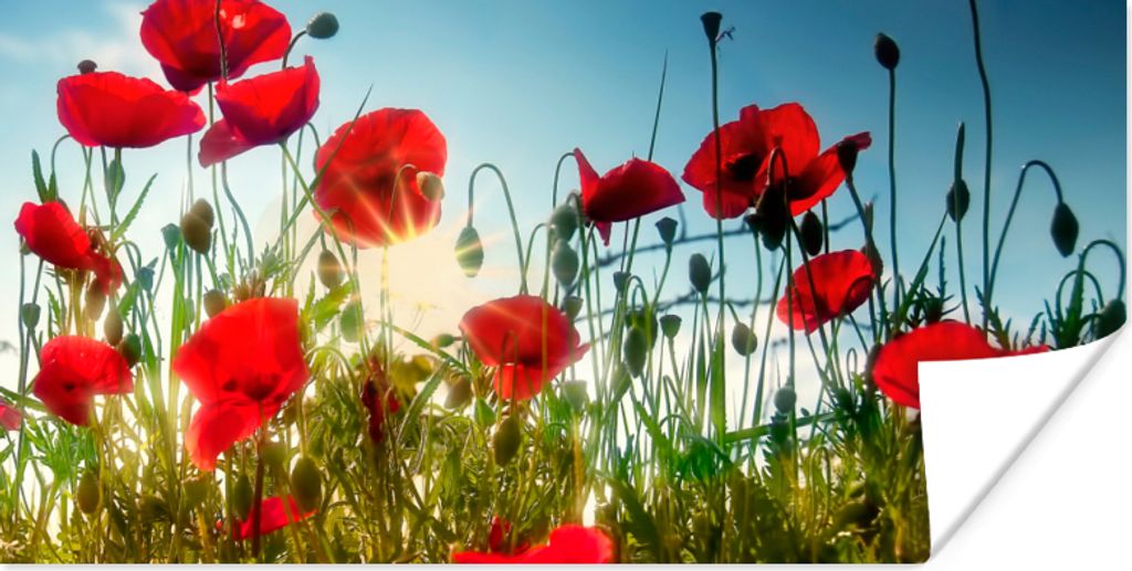 MuchoWow Poster Mohnblumen - Toskana - Sonne - Rot - Blau 80x40 cm - Wanddeko