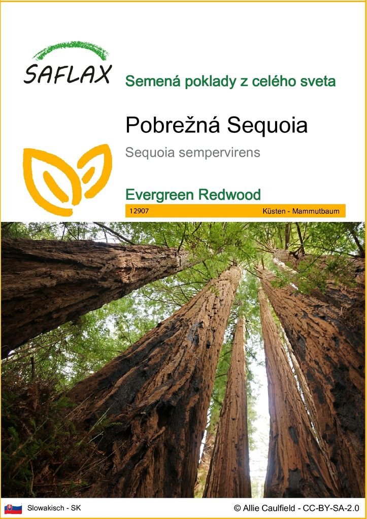 SAFLAX - Pobrežná Sequoia - Sequoia sempervirens - 50 Obrázok produktu 