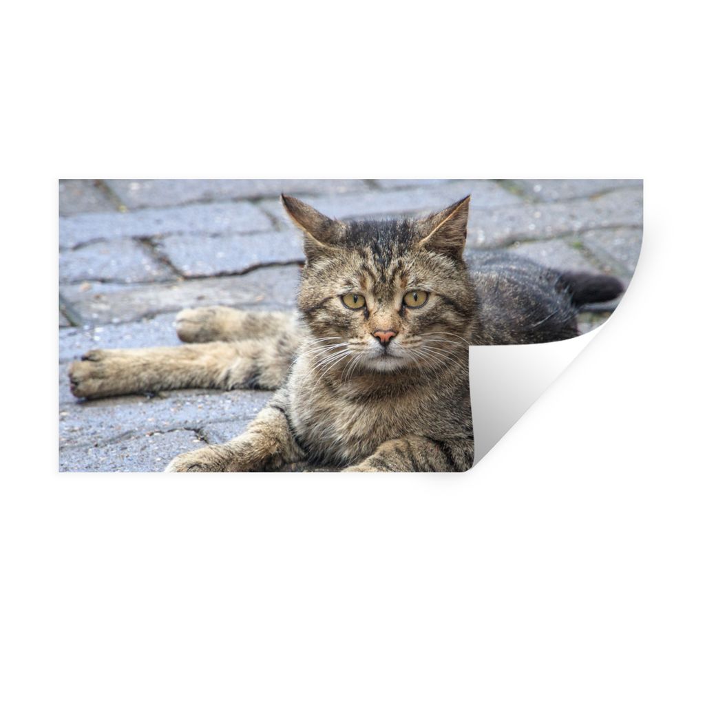 MuchoWow Wandtattoo Wandsticker Wandaufkleber Katze - Tier - Braun - Mädchen - Kinder - Jungen - Kind 40x20 cm Selbstklebend und Repositionierba...