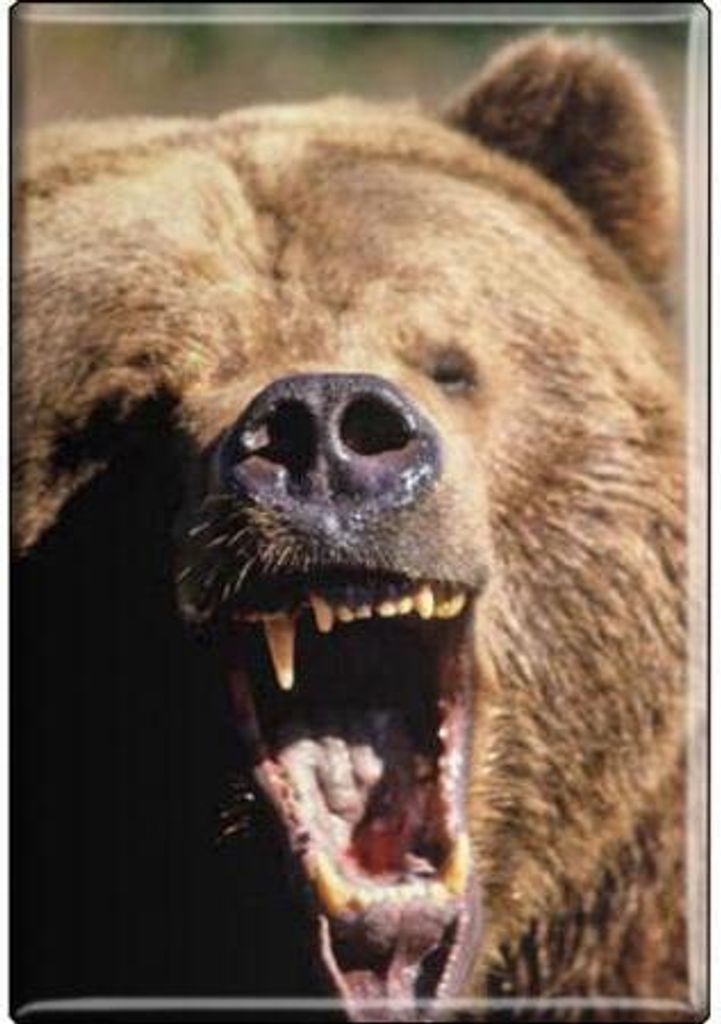 TIERMAGNET - Bär Braunbär Kodiac - Gr. ca. 8 x 5,5 cm - 37033 - Küchenmagnet