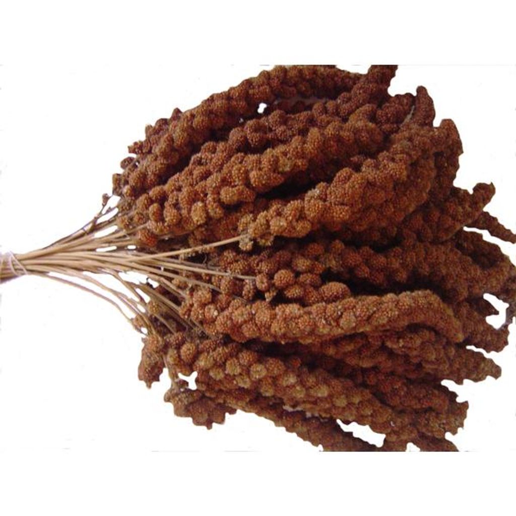 Rote Kolbenhirse Ergänzungsfuttermittel für Vögel & Nager, Produktbild 