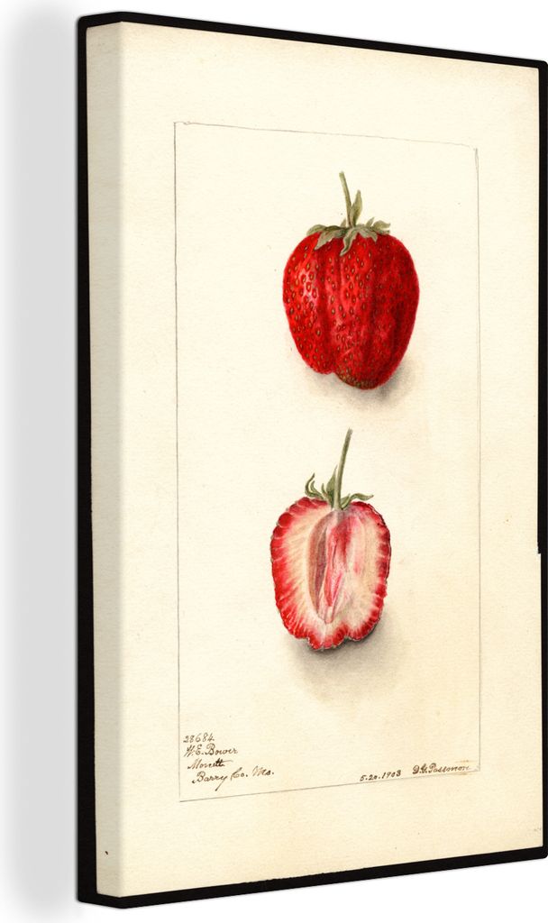 OneMillionCanvasses - Leinwandbilder - 90x140 cm, Fragaria: Monett - Gemälde von Deborah Griscom Passmore, Wandbilder Kunstdruck Wanddekoration ...