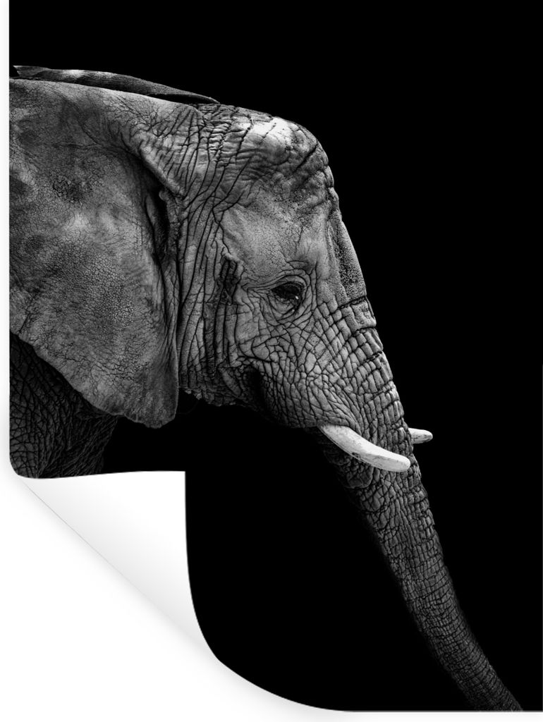 MuchoWow Wandtattoo Wandsticker Wandaufkleber Elefant - Schwarz und weiß - Porträt - Tiere 60x80 cm Selbstklebend und Repositionierbar - Reposi...