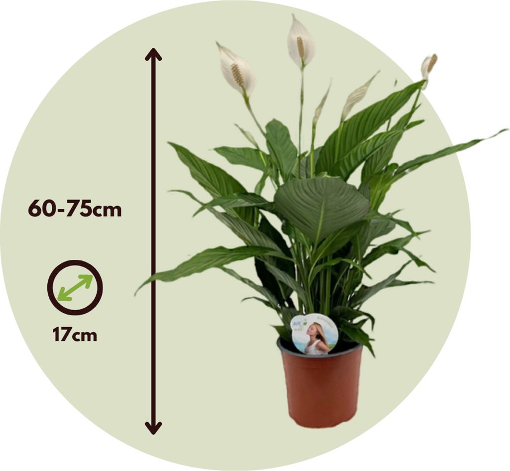 Spathiphyllum Friedenslilie Groe Zimmerpflanze - Luftreinigend &  Pflegeleicht Fr Wohnzimmer & Bro