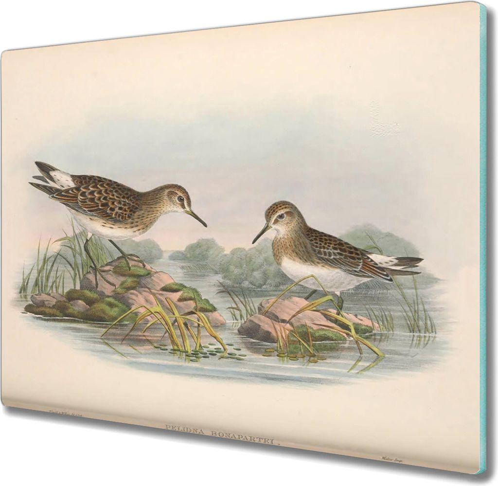 Coloray Herdabdeckplatte 60x52 cm Schneidebrett Kochplattenabdeckung Küchenbrett Hackbrett - Vögel Tiere