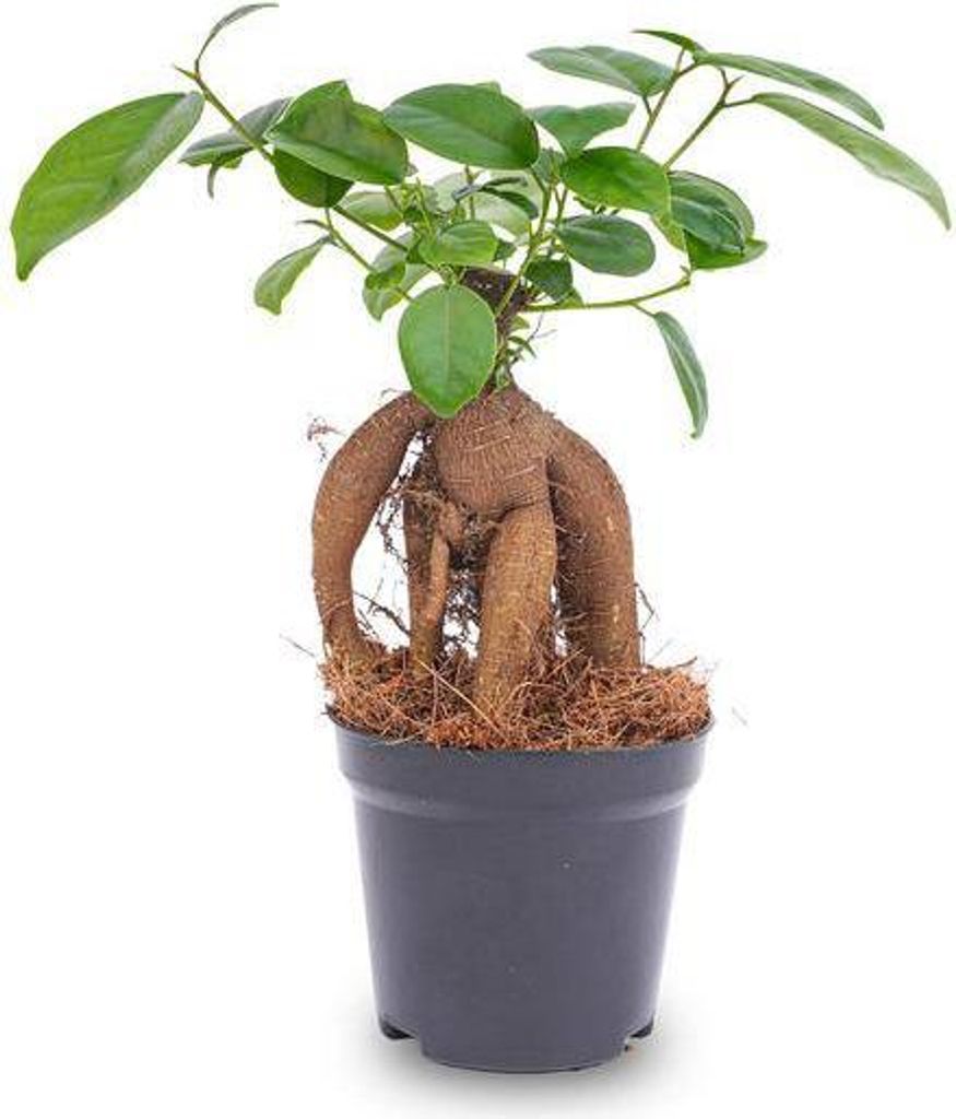 Chinesische Feige – Ficus microcarpa Ginseng – Ø9cm – Bonsai – Zimmerpflanze – Dekorativer Kleinbaum für Zuhause & Büro