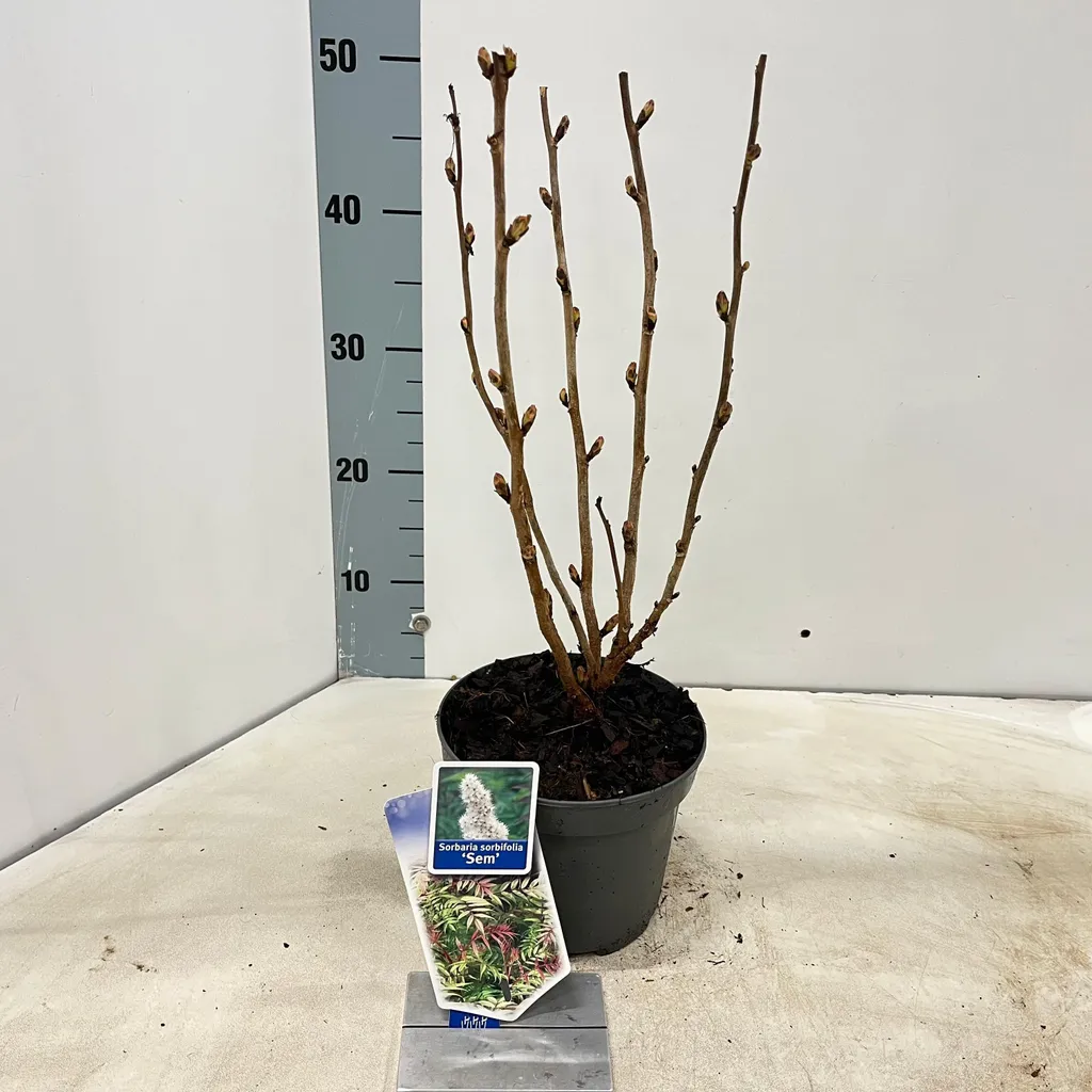 Sorbaria naine 'Sem' PBR 30-35cm - Arbuste sans entretien coloré