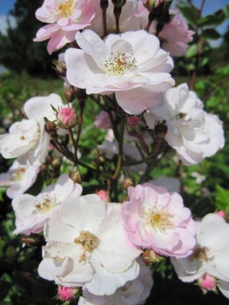 Kletterrose Perennial Blush - Rosa - Duft++ - Tantau-Rose - Ramblerrose
