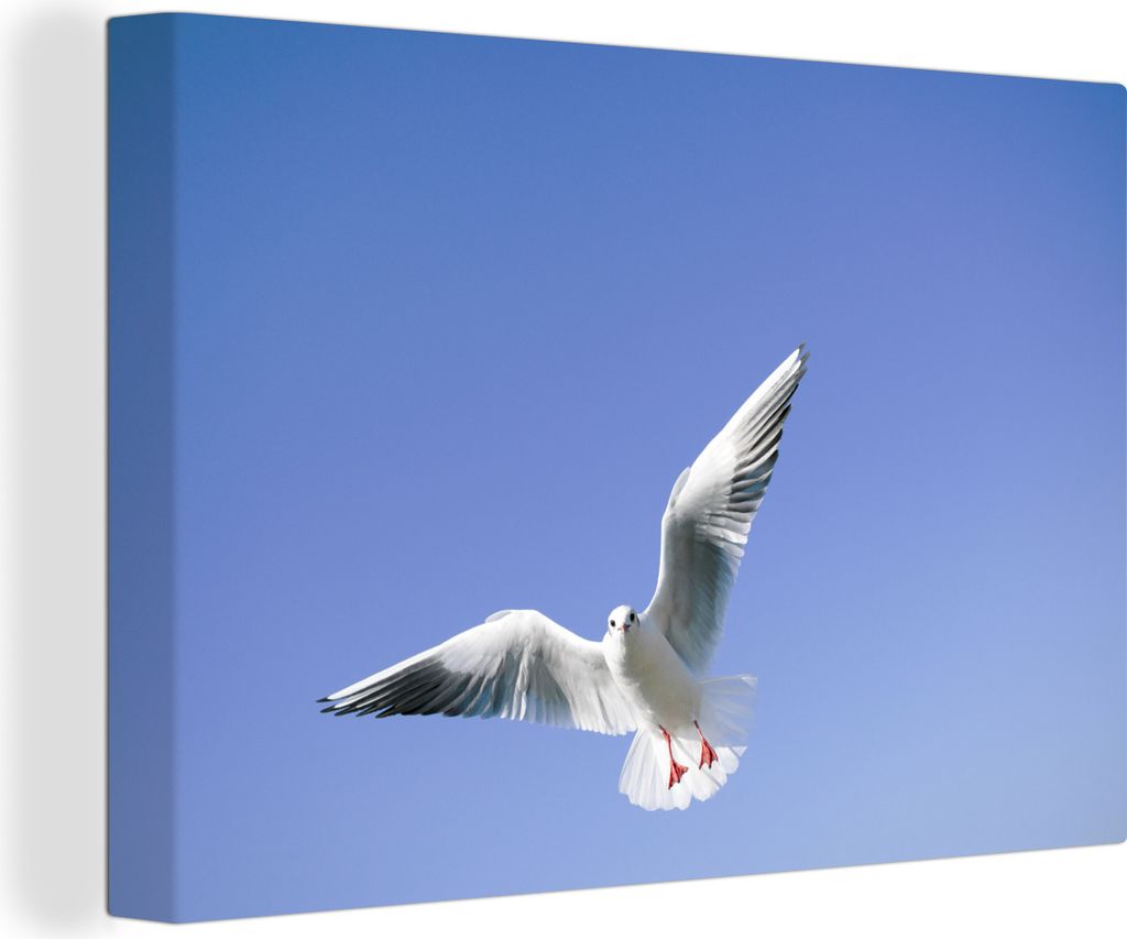 OneMillionCanvasses - Leinwandbilder - 140x90 cm, Lachmöwe am blauen Himmel, Wandbilder Kunstdruck Wanddekoration - Foto auf Leinwand - Gemälde...
