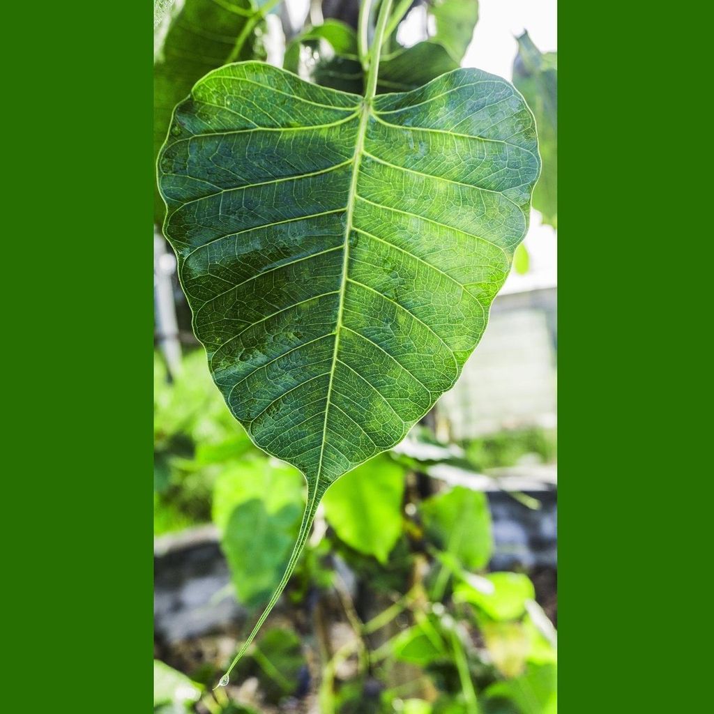 Bodhi-Baum (Ficus religiosa) - 1 Portion Samen