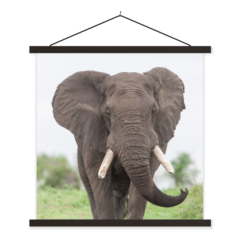 MuchoWow Textilposter Elefant - Tiere - Gras - Natur 40x40 cm mit schwarzem Rahmen - Fotos