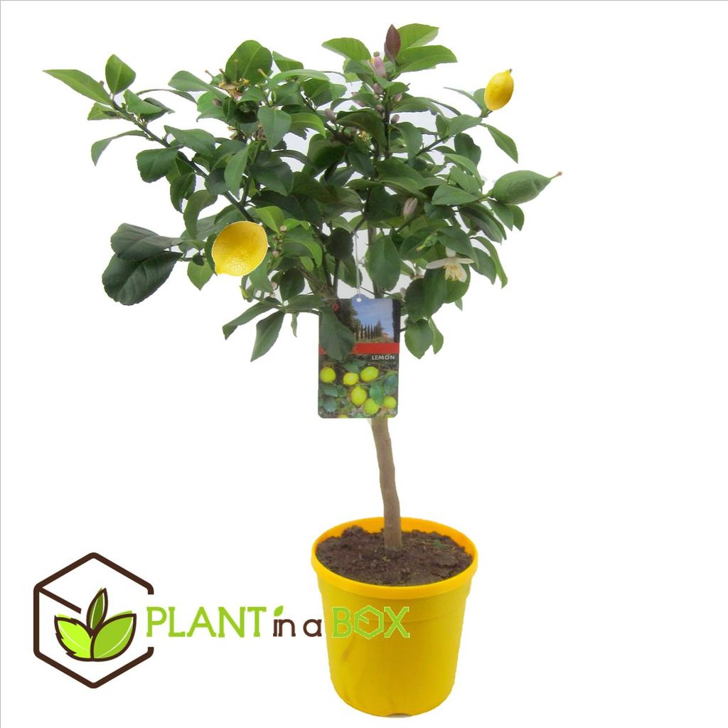 Plant in a Box   Citrus Limon   Zitronenbaum   Echter zitronen essbar    Topf 20cm   Höhe 20 20cm