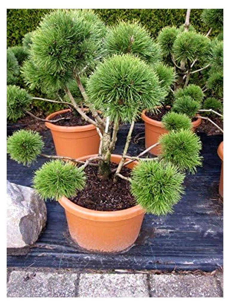 Pinus unicata - Hakenkiefer-Bergkiefer Formschnitt Bonsai 70-80 cm