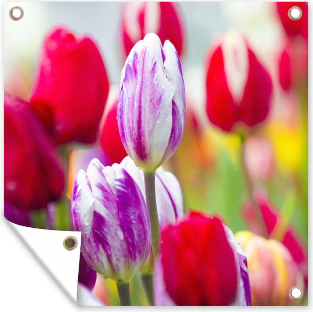 MuchoWow 100x100 cm Outdoor-Poster Gartendeko Sichtschutz Garten Poster für den Garten Nahaufnahme von farbigen Tulpen