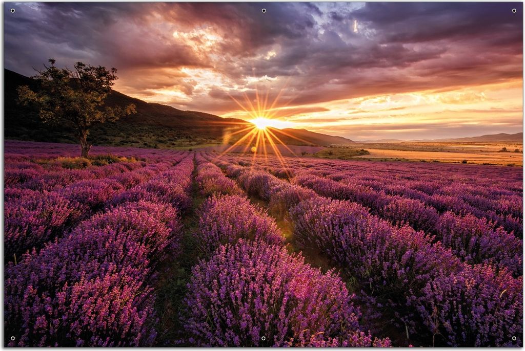 Wallario Outdoor-Poster für Garten oder Balkon, Motiv Lavendelfeld bei Sonnenuntergang - Sonnenstrahlen, in ca. 61 x 91,50 cm