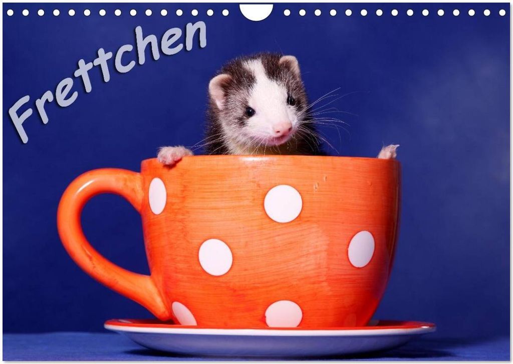Frettchen - Ferrets (Wandkalender 2026 DIN A4 quer), CALVENDO Monatskalender