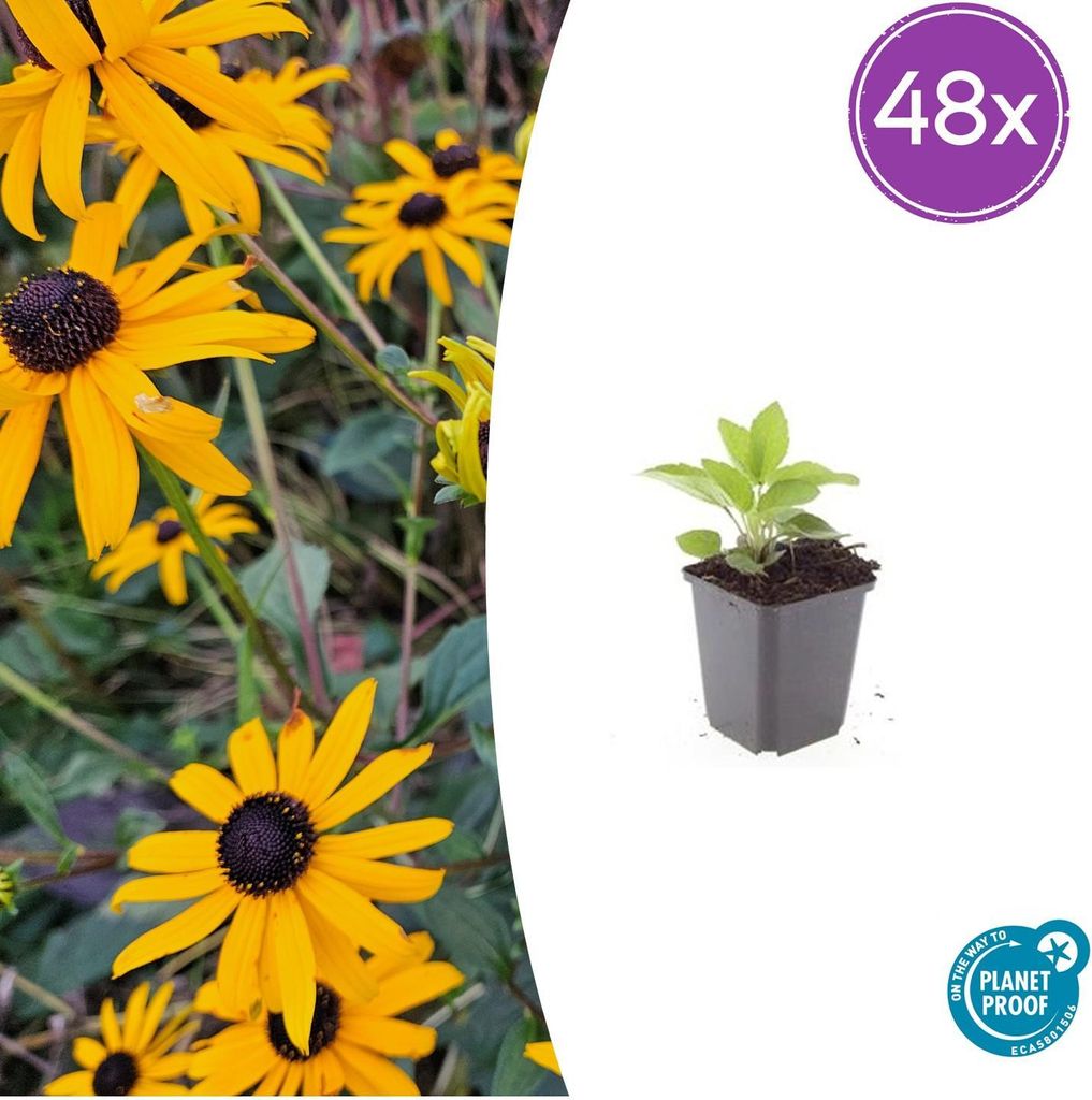 Rudbeckia fulgida 'Goldsturm' – Goldgelber Sonnenhut – 48 Pflanzen – 10-25cm – Ø9cm – Bienen- & schmetterlingsfreundliche Staude – ...