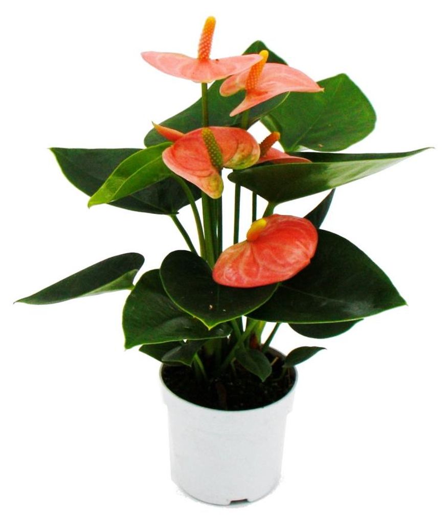 Kleine Flamingoblume Anthurium andreanum Baby-Anthurie Produktbild 
