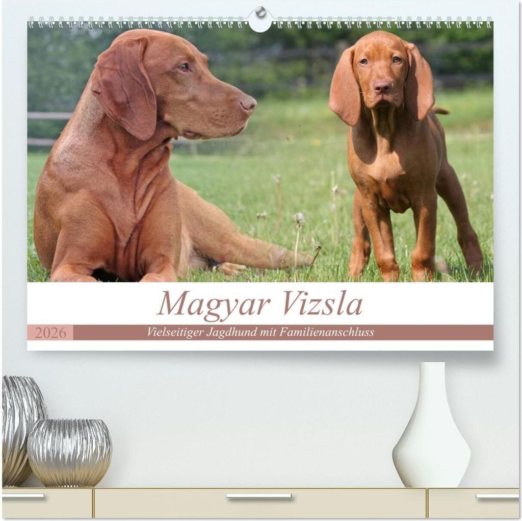 Magyar Vizsla - Vielseitiger Jagdhund mit Familienanschluss (hochwertiger Premium Wandkalender 2026 DIN A2 quer), Kunstdruck in Hochglanz