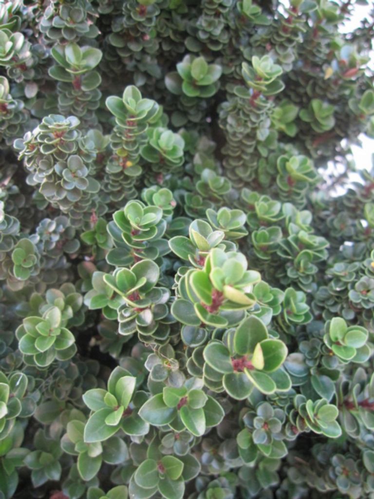 Ilex crenata Dwarf Pagoda - Bonsai-Ilex - Japanische Stechpalme - Berg-Ilex - 20-25