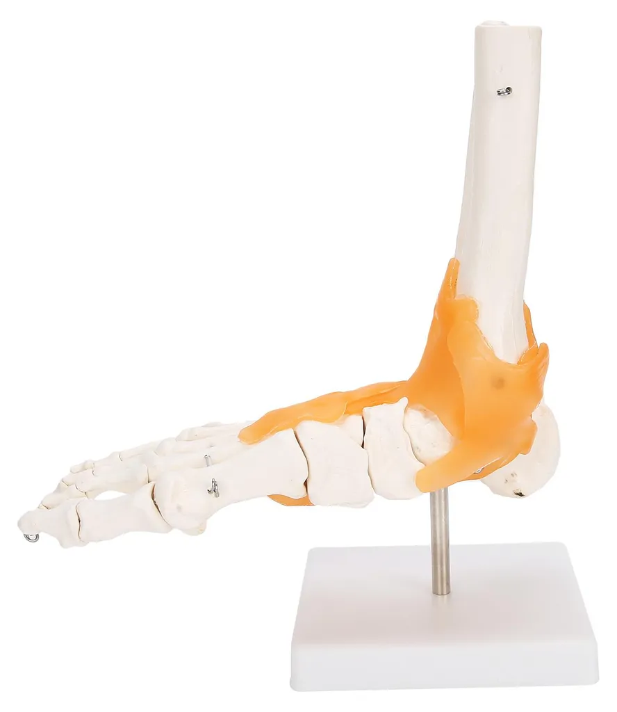 Comprendre les douleurs du pied : maquette anatomique avec ligaments