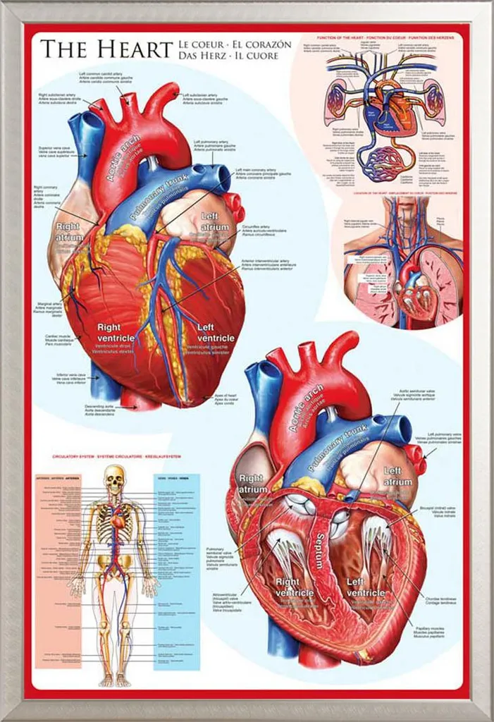 Poster éducatif Le Cœur avec cadre Shinsuke Maxi en alu argent 61x91cm