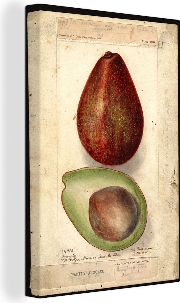 OneMillionCanvasses - Leinwandbilder - 90x140 cm, Familie Avocados - Gemälde von Deborah Griscom Passmore, Wandbilder Kunstdruck Wanddekoration ...