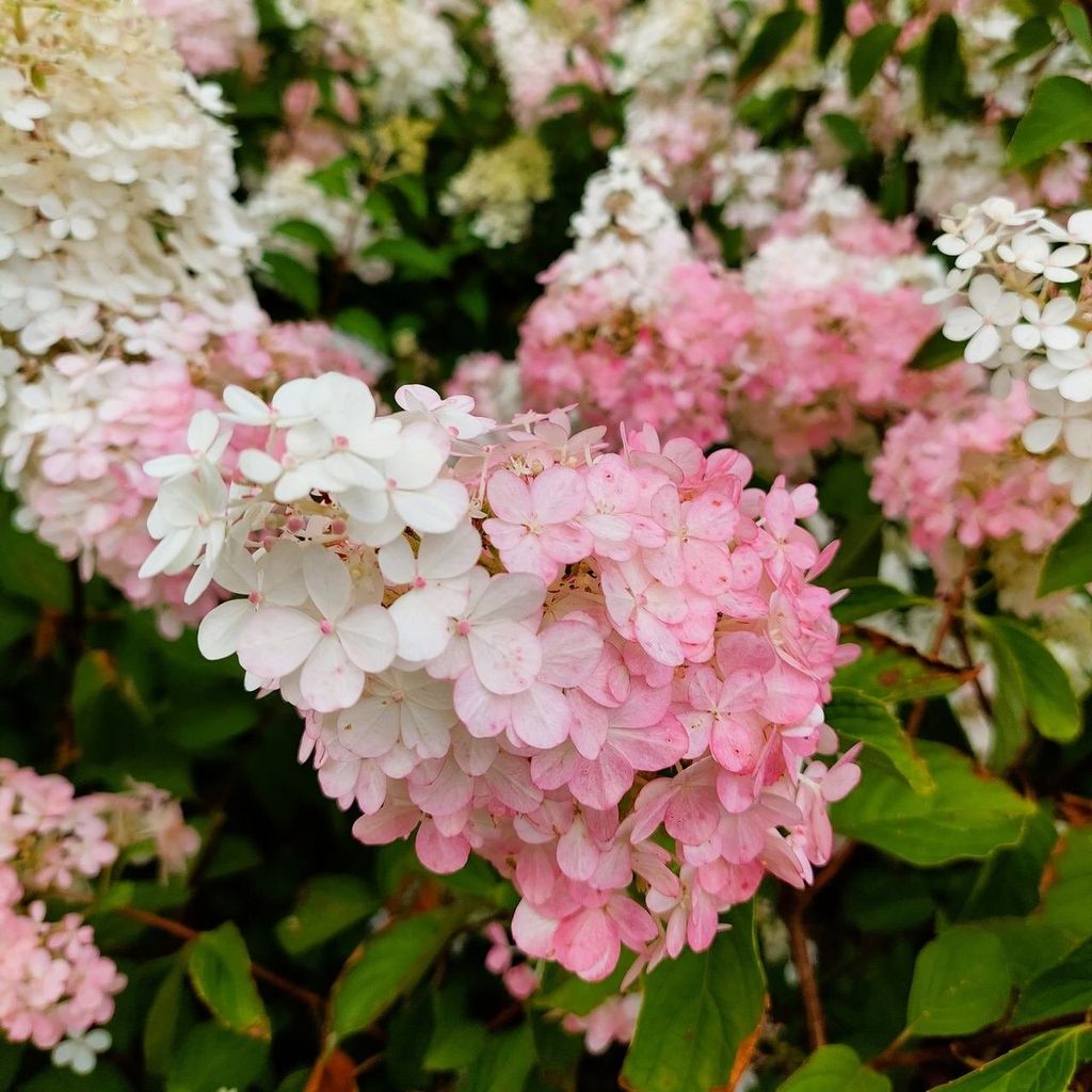 Hydrangea paniculata weiß und rosa 2L