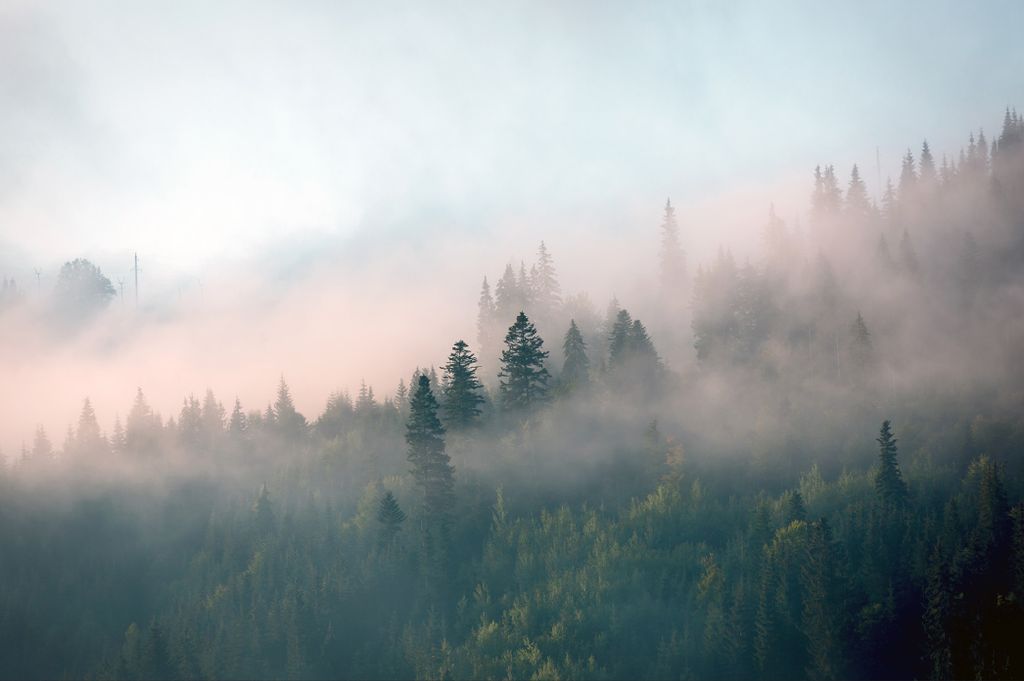 Muralo Fototapete Wald im Nebel 254 (B) x 184 (H) cm Vlies Tapete Wandtapeten Bäume Wohnzimmer Schlafzimmer moderne Wandbilder XXL Landschaft Pano...