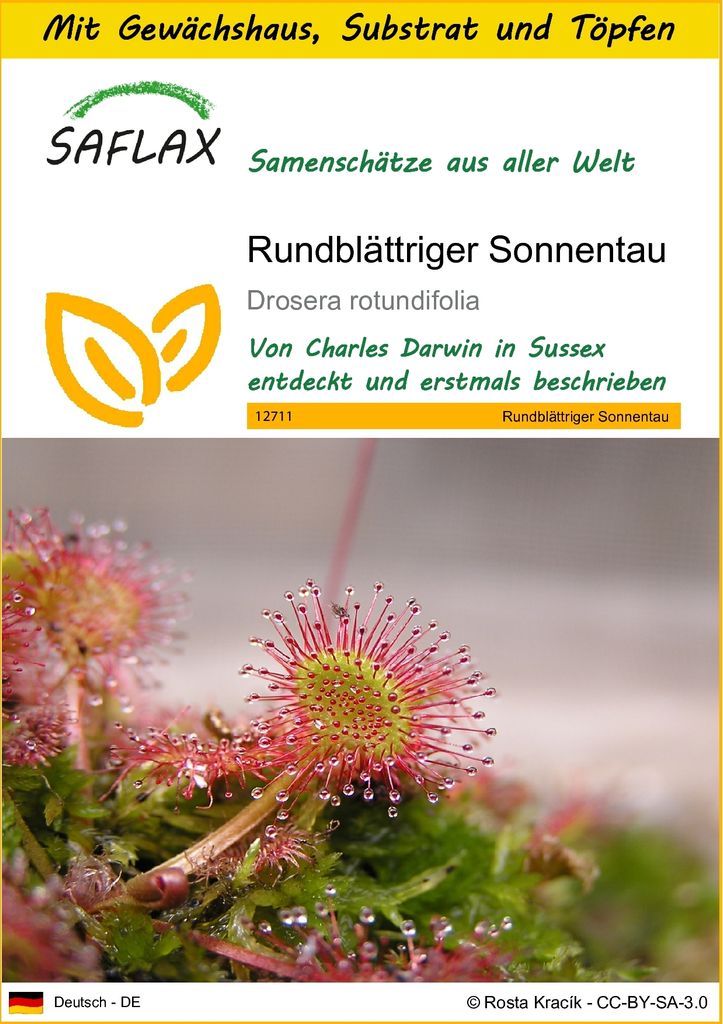 SAFLAX Anzucht Set - Rundblättriger Sonnentau - Drosera rotundifolia - 50 Samen - Mit Mini-Gewächshaus, Anzuchtsubstrat und 2 Töpfen