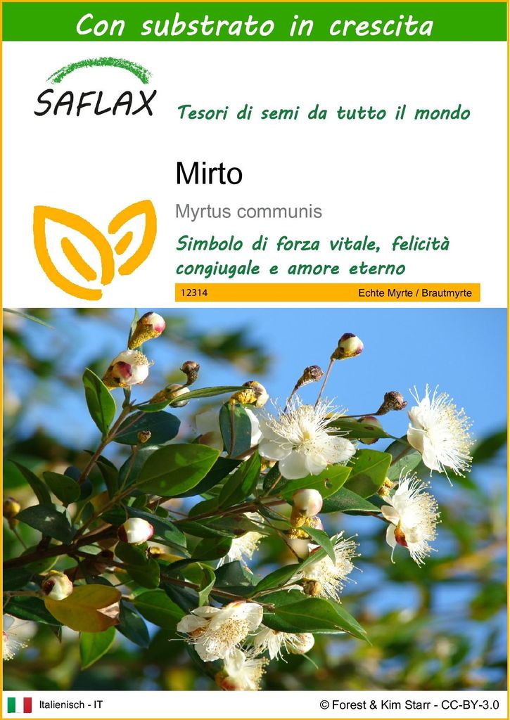 SAFLAX  - Mirto - 30 semi - Con substrato - Myrtus Immagine del prodotto 