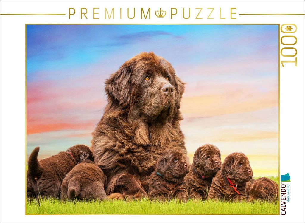 CALVENDO Puzzle Ein Motiv aus dem Kalender Neufundländer - Bilder aus der Kinderstube 1000 Teile Puzzle quer | 1000 Teile Lege-Größe 64x48cm Fot...