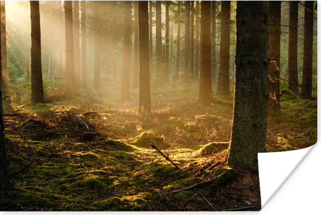 MuchoWow Poster Licht - Baum - Herbst 180x120 cm - Fotoplakat