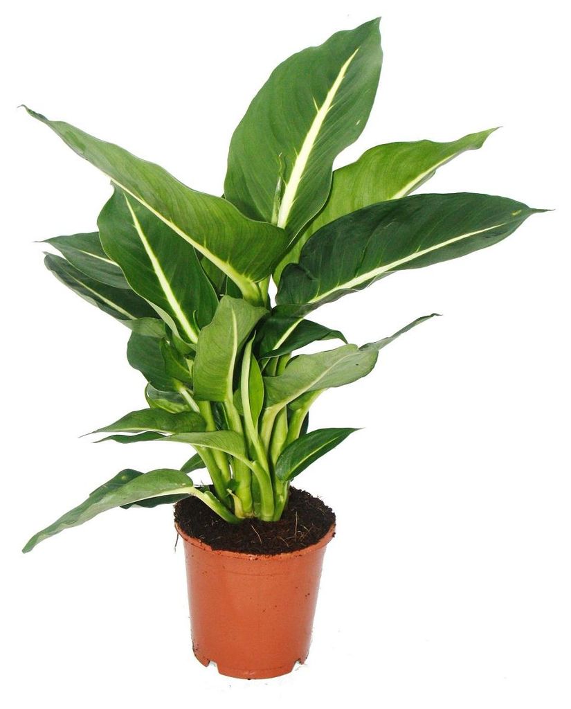 Exotická rostlina Dieffenbachia Magic Green – 1 kus, Obrázek produktu 