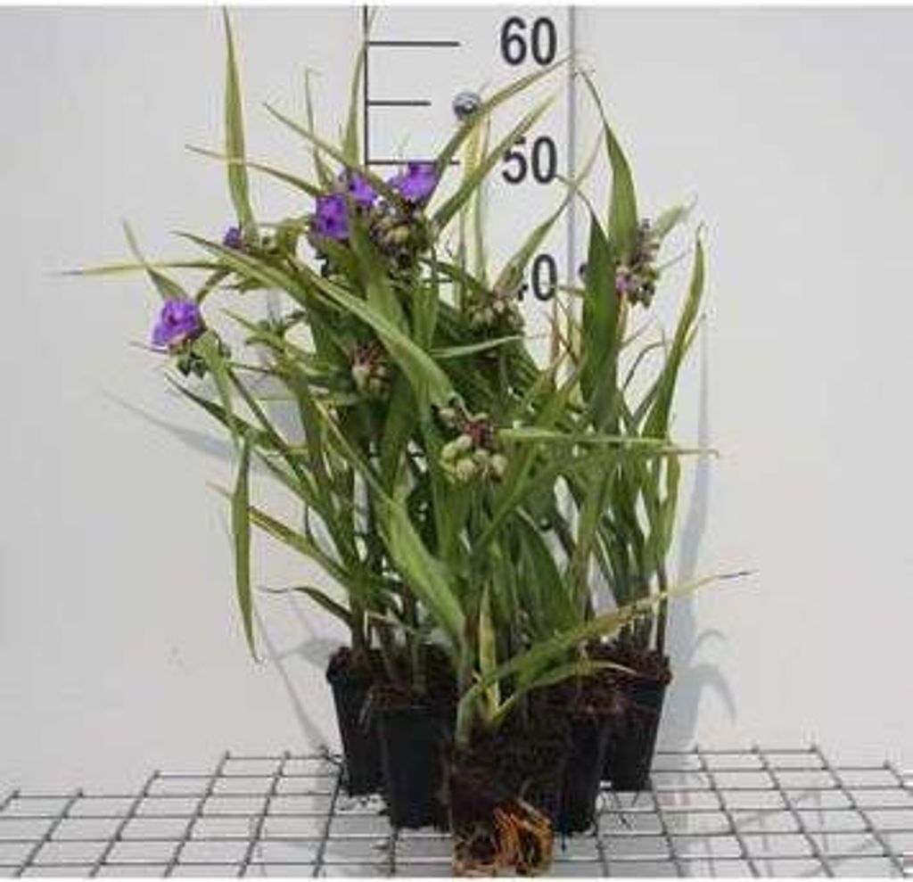 6 x Tradescantia (a) 'Leonora' - Tradescantia - Topf 9 x 9 cm