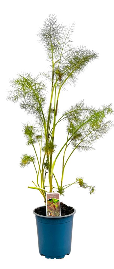 Foeniculum vulgare 'Rubrum', Bronze-Fenchel, ca. 11x11 cm Produktbild 