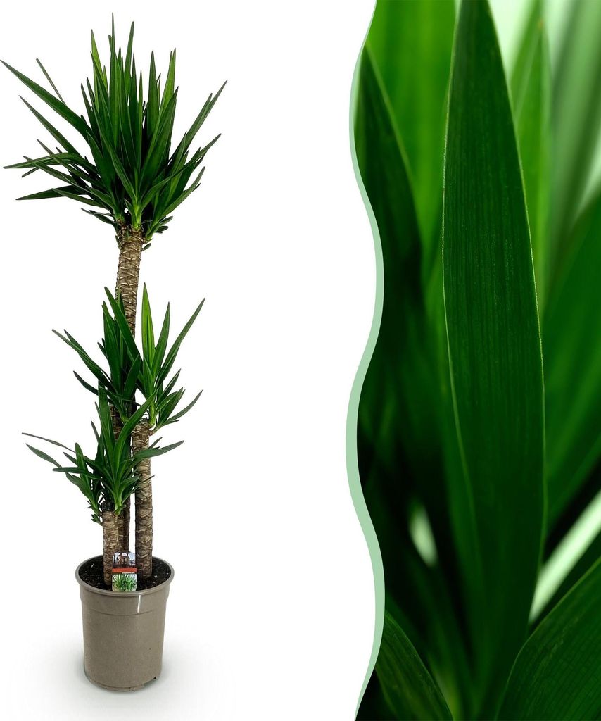 Green boutiQ - Zimmerpflanze - Yucca elephantipes - Yucca - Produktbild 