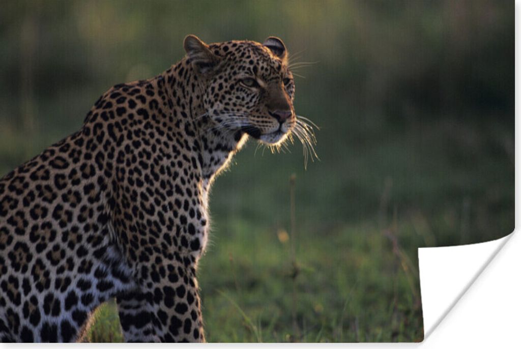 MuchoWow Poster Panther mit Blick über die Savanne 120x80 cm - Bilder