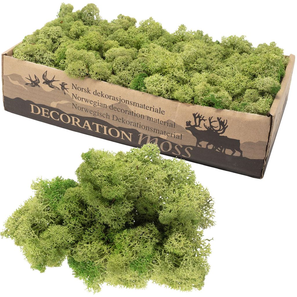 Karton Islandmoos Mittelgrün 500g